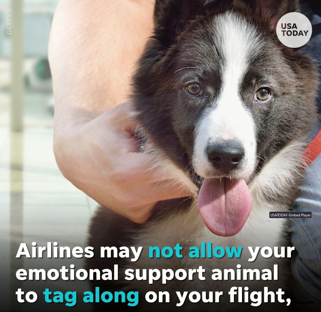 Service Dog Flying Rule Made Official: DOT Rules Out Emotional Support Animals