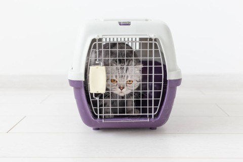 How to know if my pets’ travel crate is too small?