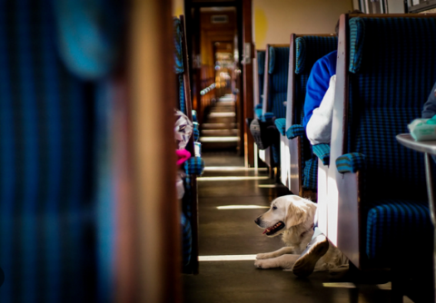 Amtrack Service Dogs
