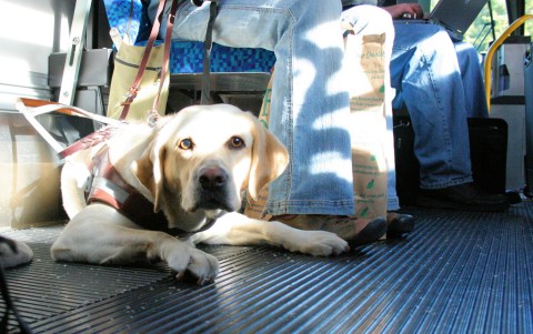 Service Dog on Greyhound Buses