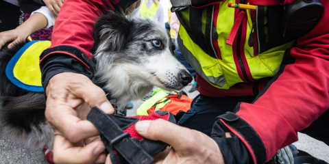 Animal Emergency Preparedness and Evacuation Planning