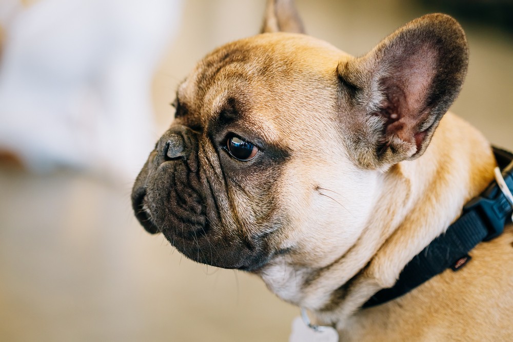 French Bulldog prohibited from travel via air cargo