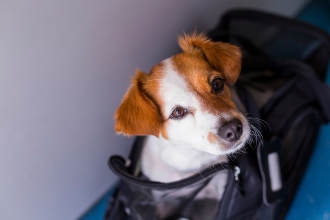 Anxiety and Pet Travel: What are the causes of anxiety?  How can we relieve anxiety related to pet travel?