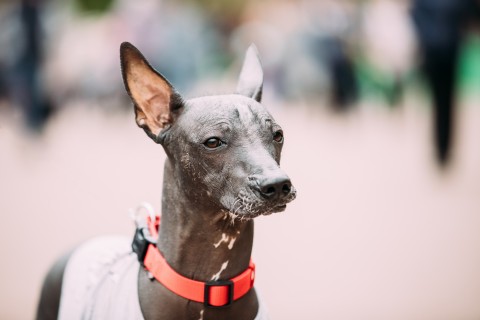 The Breed Report:  Traveling on a Plane with a Chinese Crested Dog, Sphinx Cat, Mexican Hairless Dog, American Hairless Terrier or Any of the Other Hairless Breeds
