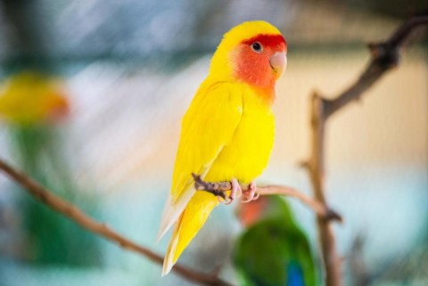 The Breed Report: Air Travel Tips for Transporting a Pet Bird In Cargo