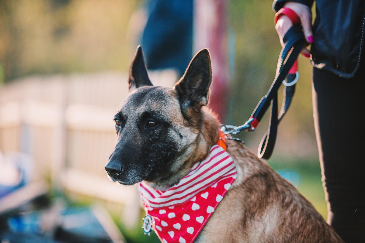 How My Service Dog Understands Me Better Than I Know Myself