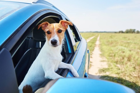 5 Safety Tips to Get Spring and Summer Pet Travel Season Ready