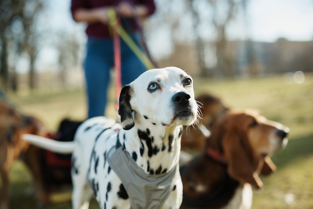 How does the updated regulations effect the way dogs enter the United States?