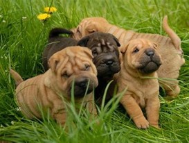 Breed Report: What to Know When Flying with a Shar Pei