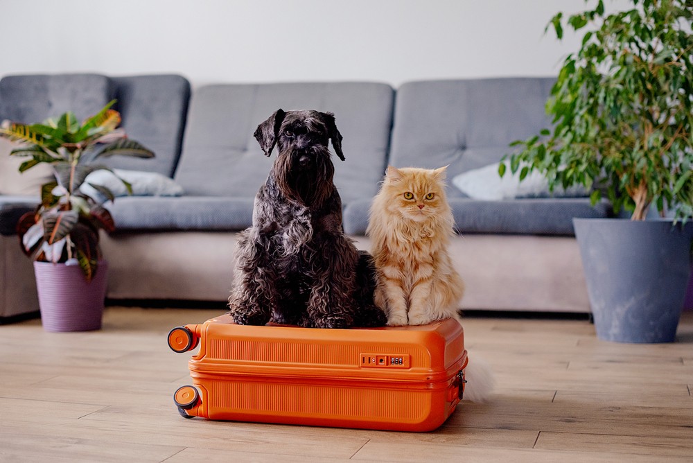 The Importance of Early Preparation for Pet Travel