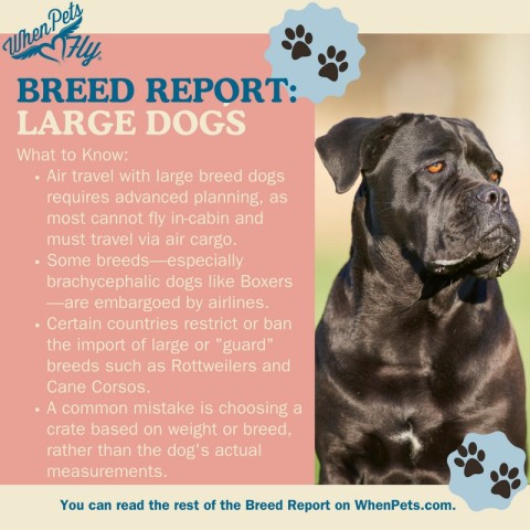 Breed Report: Large Breed Dogs & Air Travel