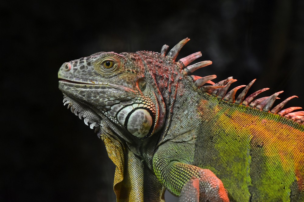 BREED REPORT: Pet Reptiles