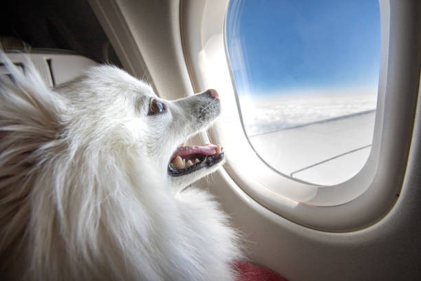 Protecting Pets Every Step of the Journey