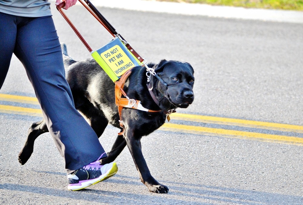 Service Dog