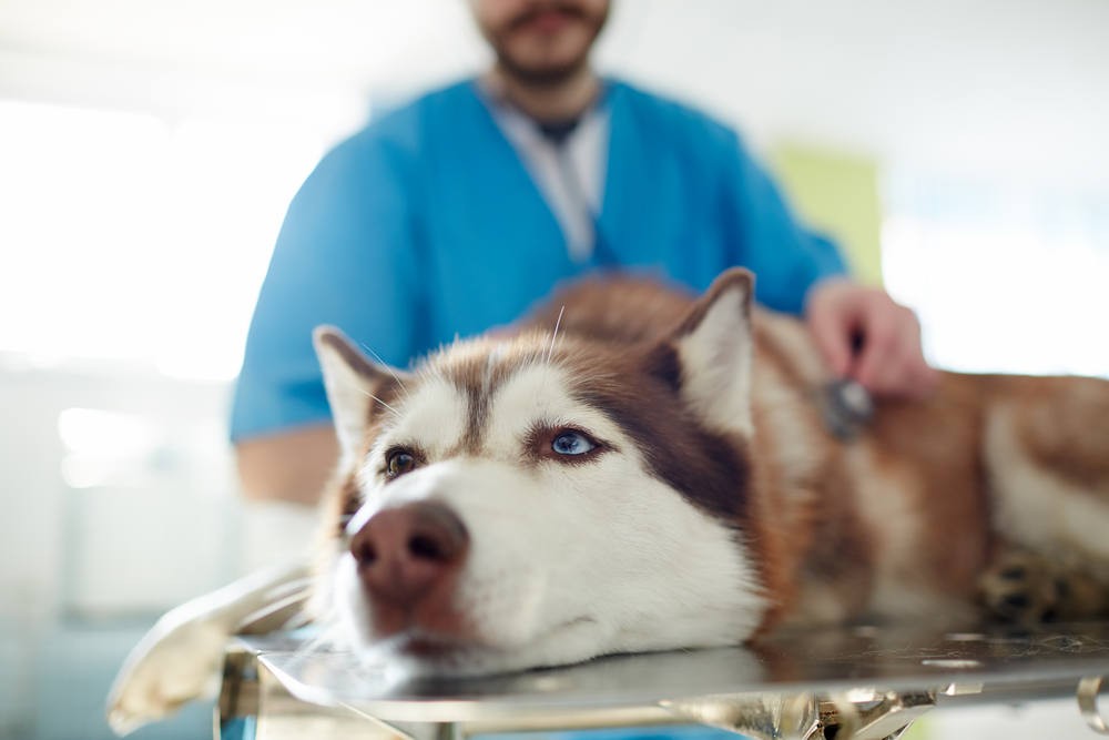 What should you do if your pet gets ill while you both are away on vacation?