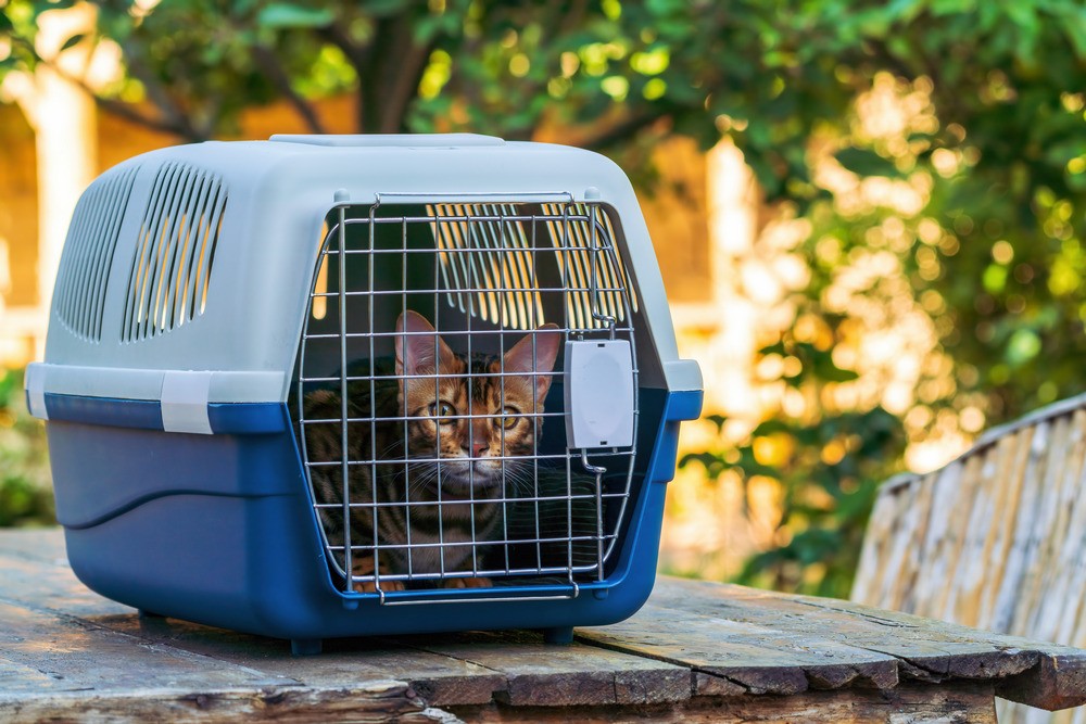 Pet Bird Air Travel: Container Requirements You Cannot Ignore