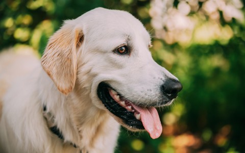 What the Healthy Dog Importation Act Confirms About Pet Air Travel