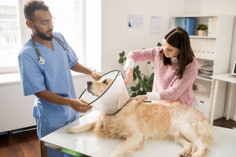 When Pets Fly® Pet Travel Update